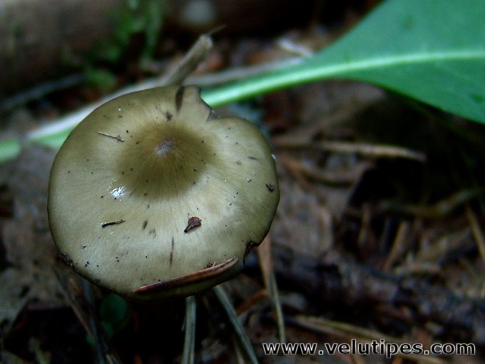Phaeocollybia festiva