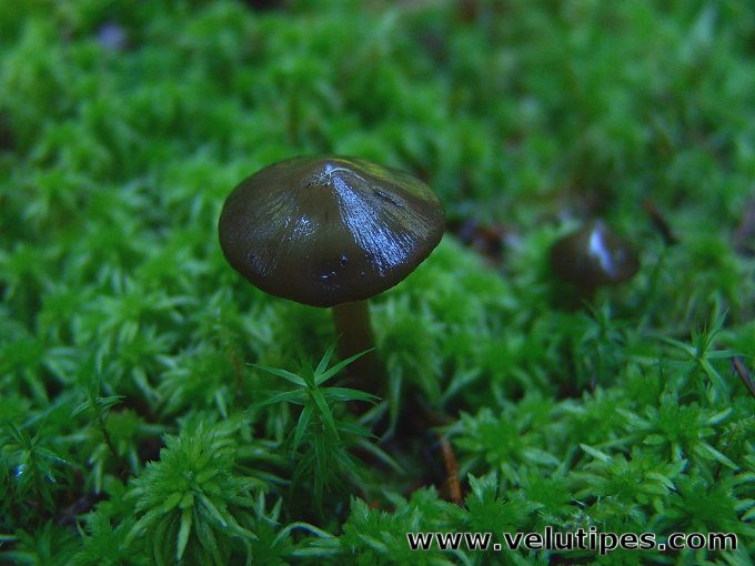 Phaeocollybia festiva