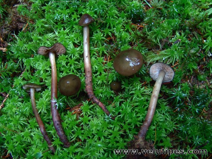 Phaeocollybia festiva