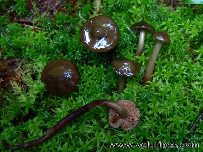 Phaeocollybia festiva