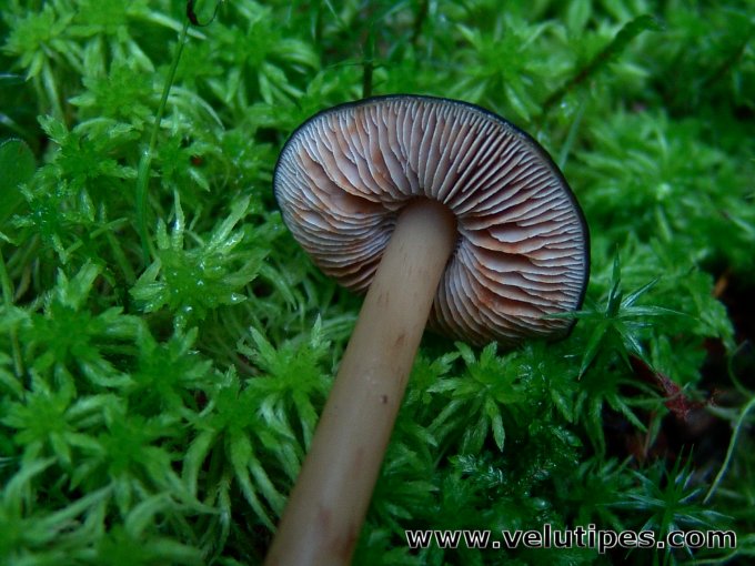 Phaeocollybia festiva