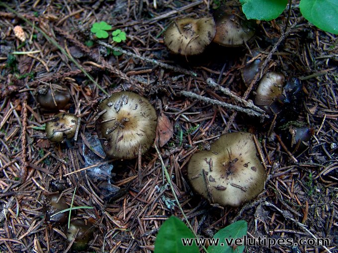 Phaeocollybia festiva