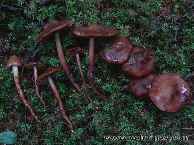 Phaeocollybia lugubris