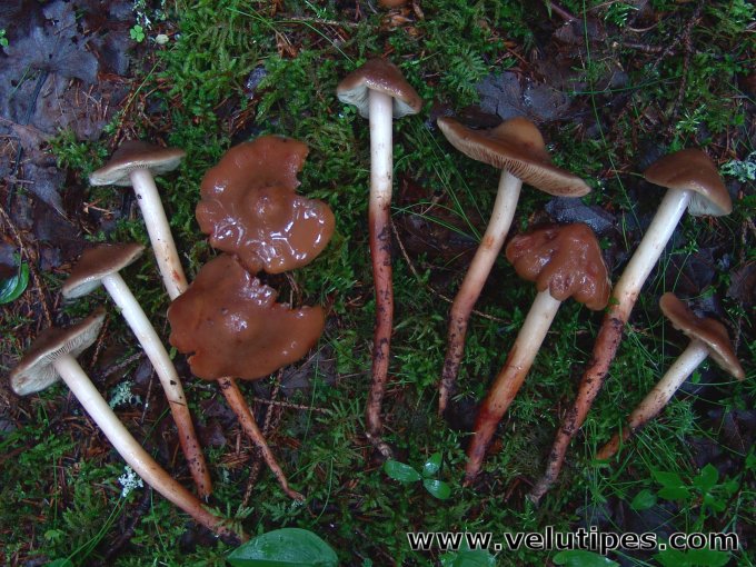 Phaeocollybia lugubris