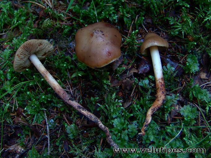 Phaeocollybia lugubris