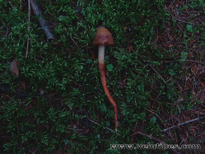 Phaeocollybia lugubris