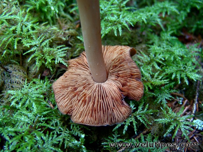 Phaeocollybia lugubris