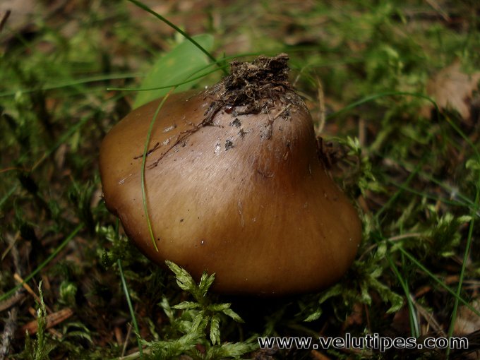 Phaeocollybia lugubris