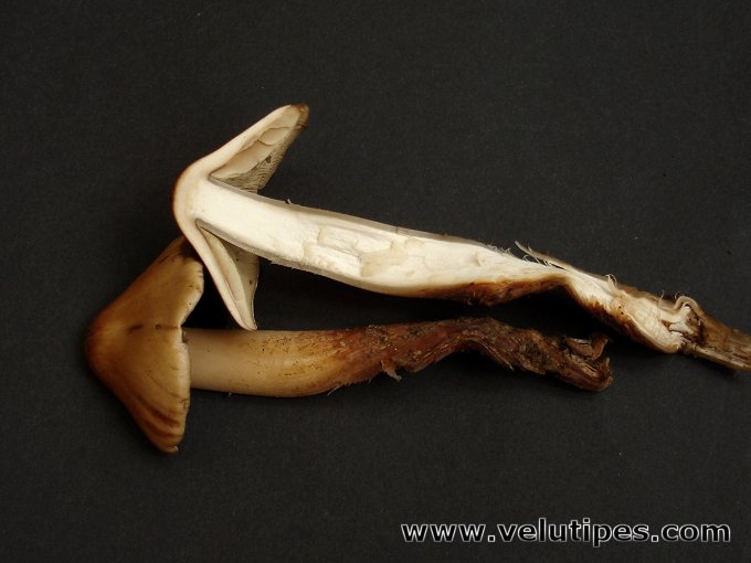 Phaeocollybia lugubris