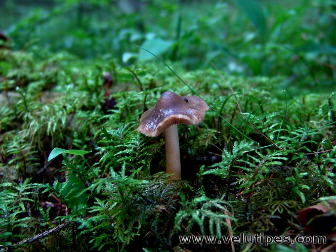 Phaeocollybia lugubris