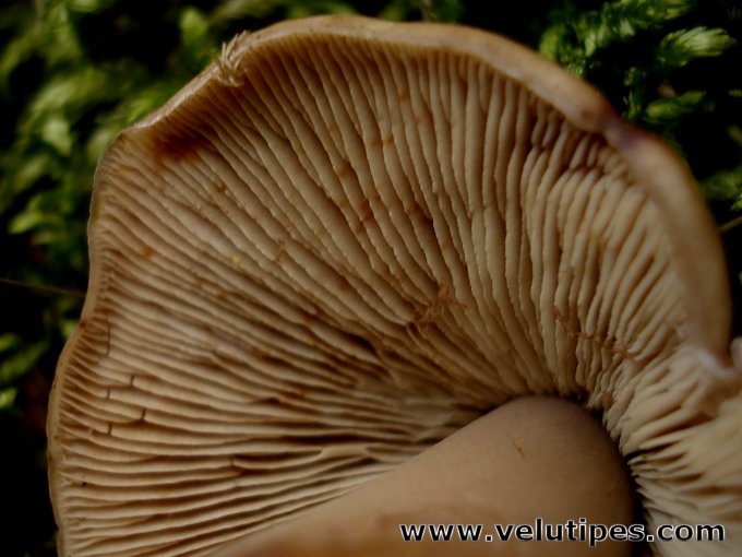 Phaeocollybia lugubris