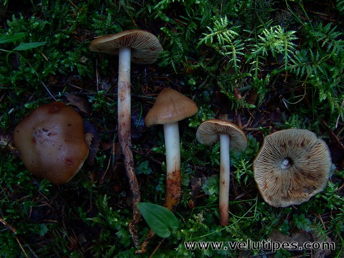 Phaeocollybia lugubris