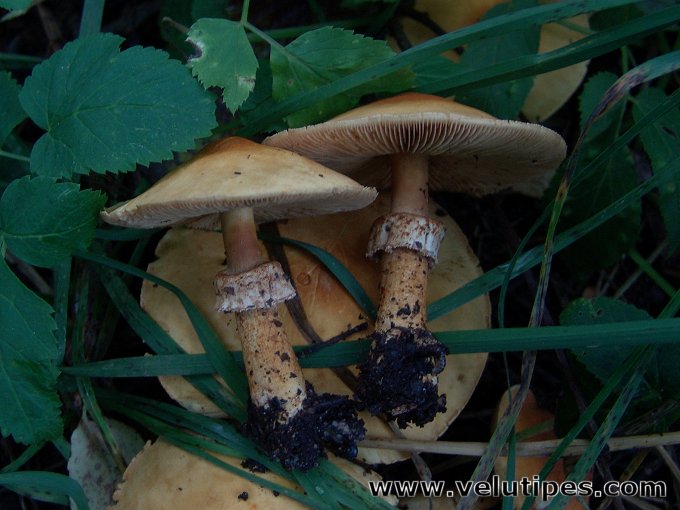  Phaeolepiota aurea 