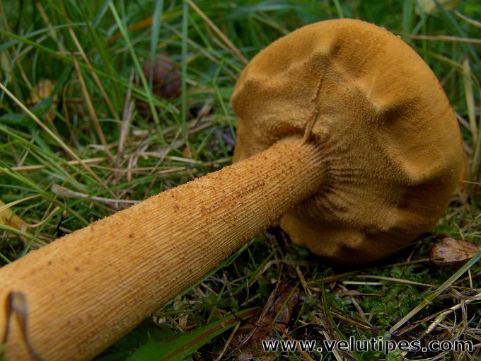  Phaeolepiota aurea 