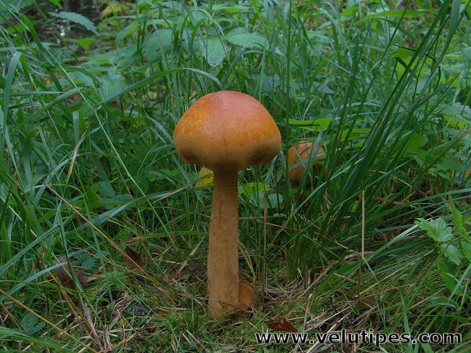  Phaeolepiota aurea 
