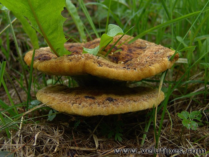 Phaeolus schweinitzii