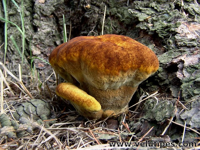 Phaeolus schweinitzii