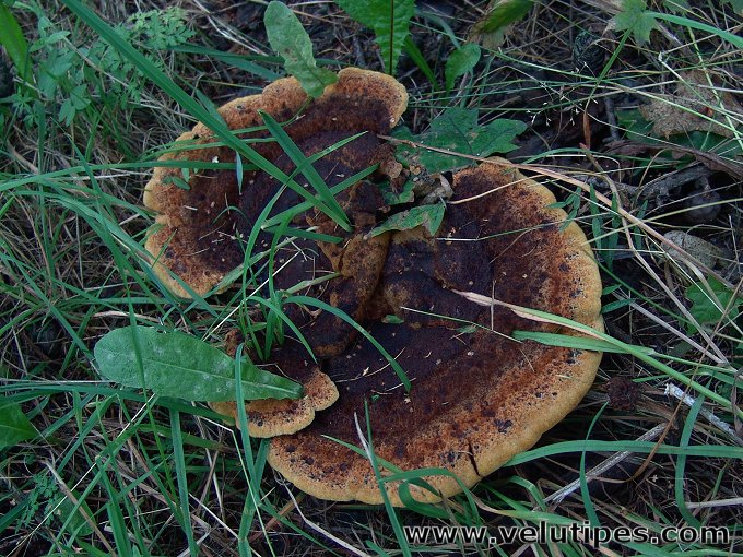 Phaeolus schweinitzii