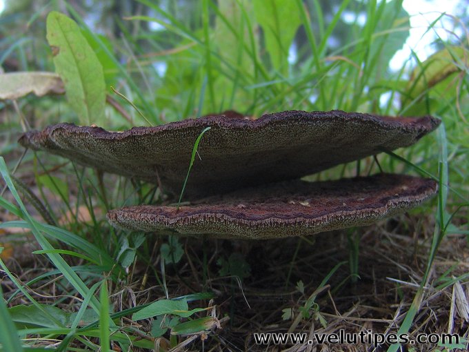 Phaeolus schweinitzii