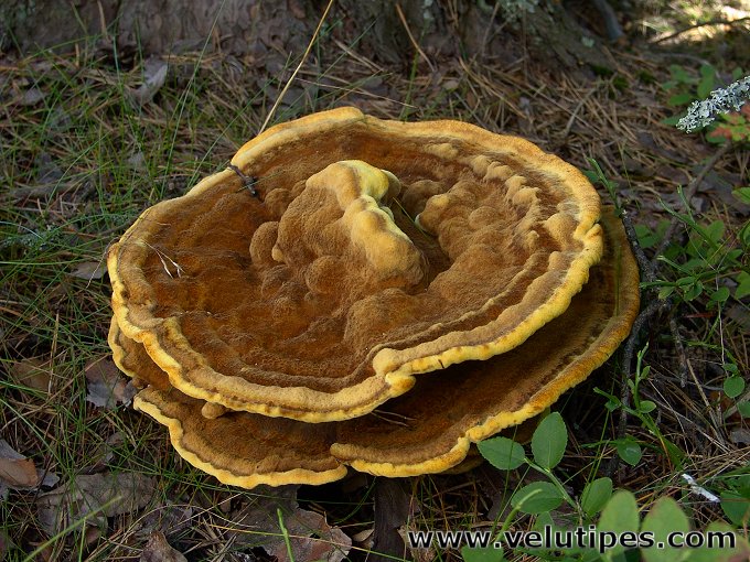 Phaeolus schweinitzii