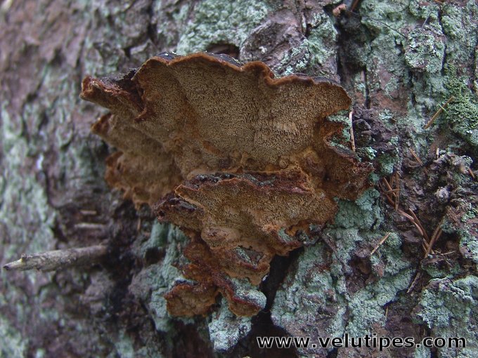 Phellinus abietis