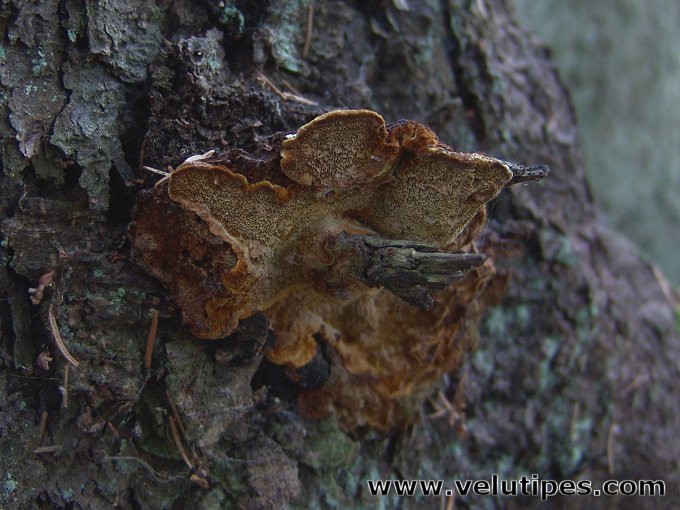 Phellinus abietis