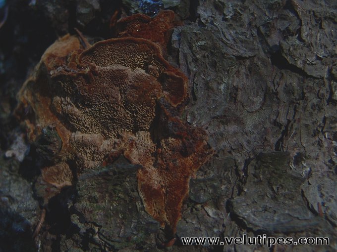 Phellinus abietis