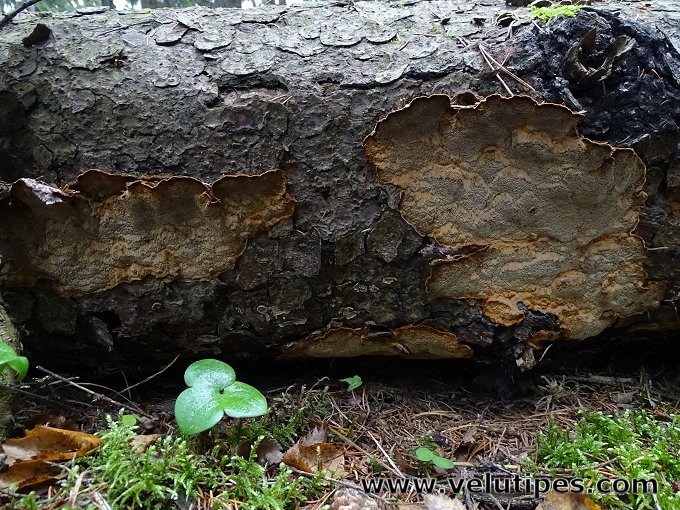 Phellinus abietis