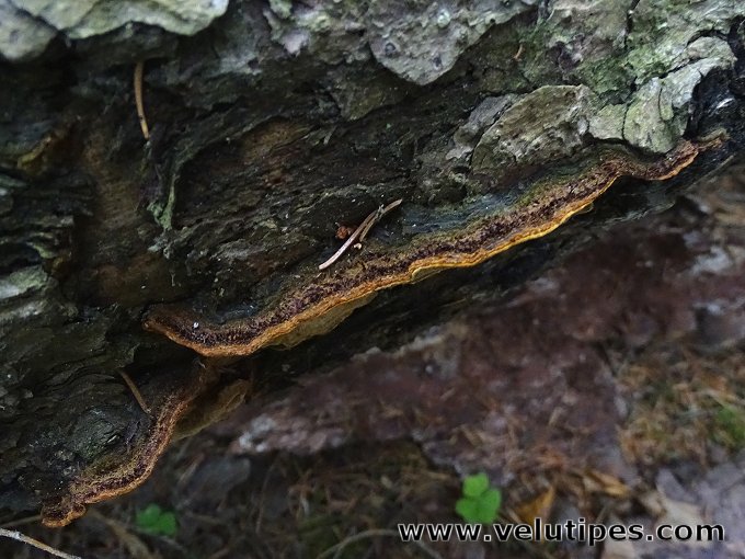 Phellinus abietis