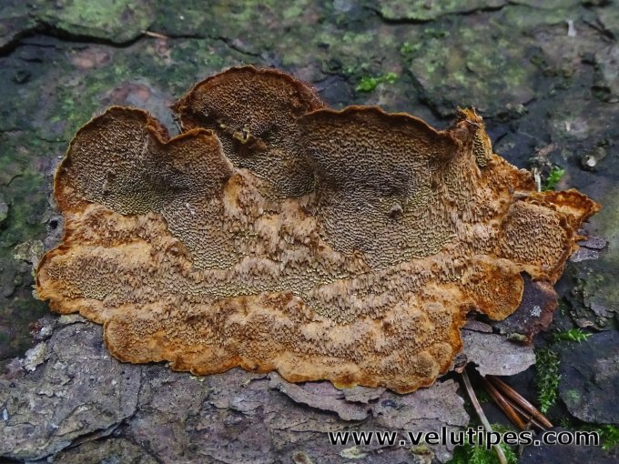 Phellinus abietis