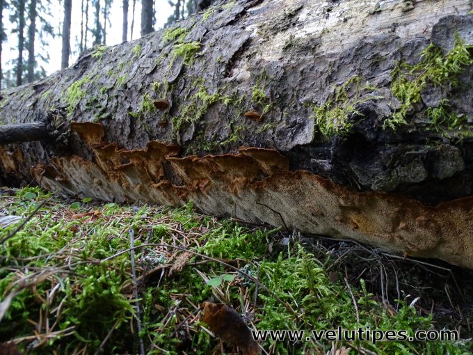 Phellinus abietis