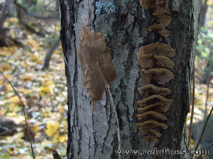 Phellinus conchatus