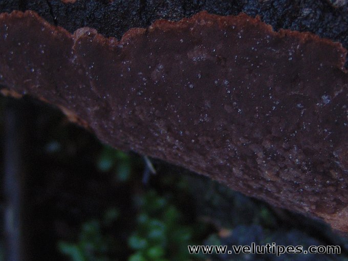 Phellinus ferrugineofuscus