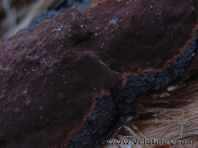 Phellinus ferrugineofuscus