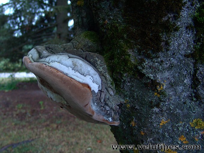 Phellinus igniarius