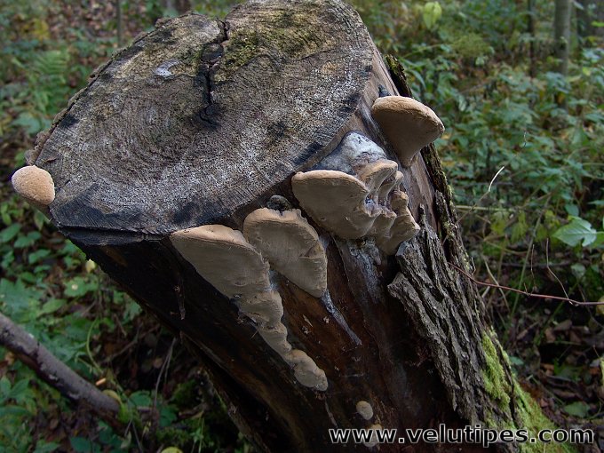 Phellinus igniarius