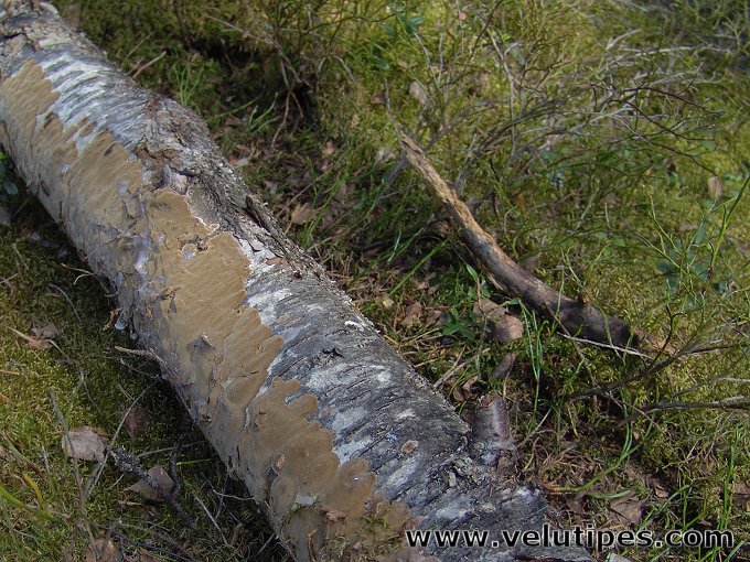 Phellinus laevigatus