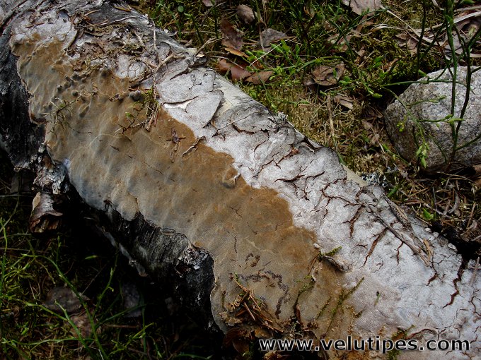 Phellinus laevigatus