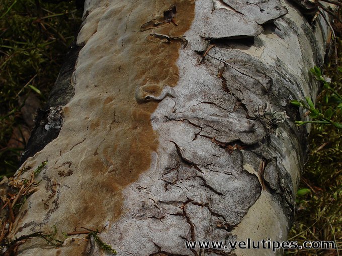 Phellinus laevigatus
