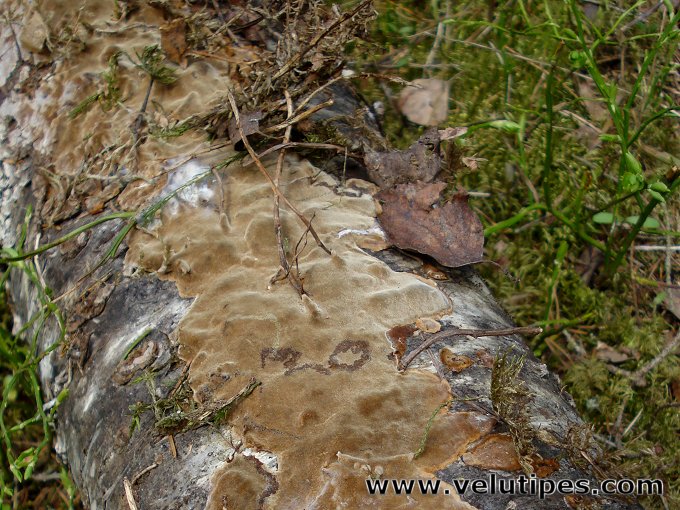 Phellinus laevigatus