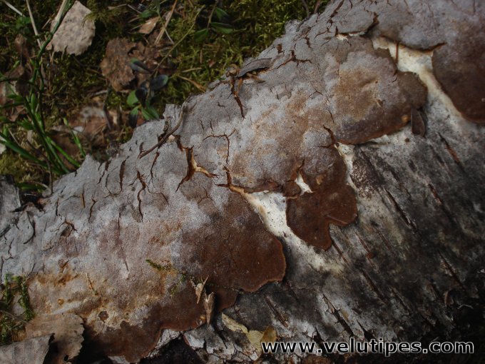Phellinus laevigatus