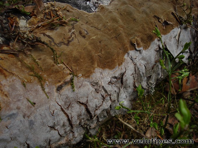 Phellinus laevigatus