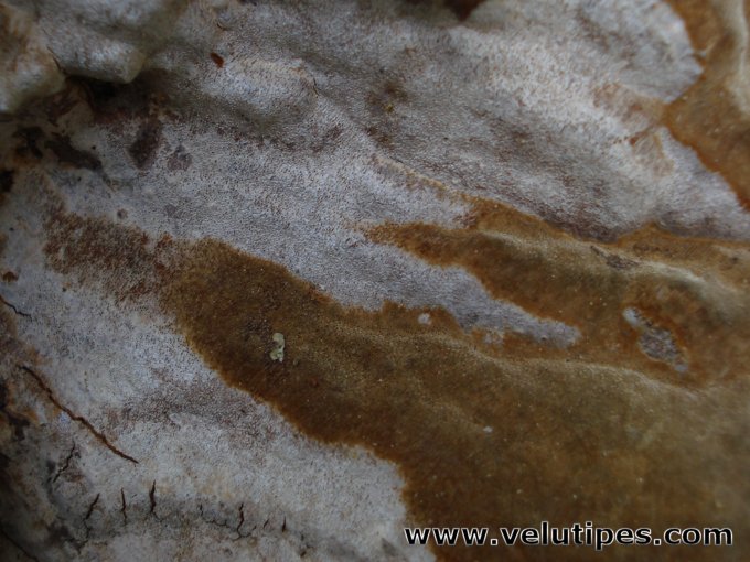 Phellinus laevigatus