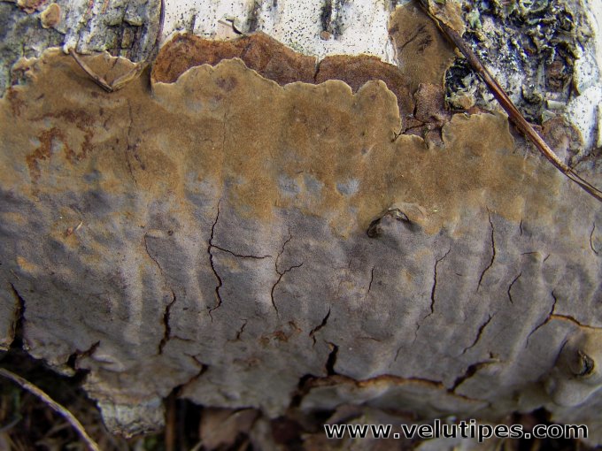 Phellinus laevigatus