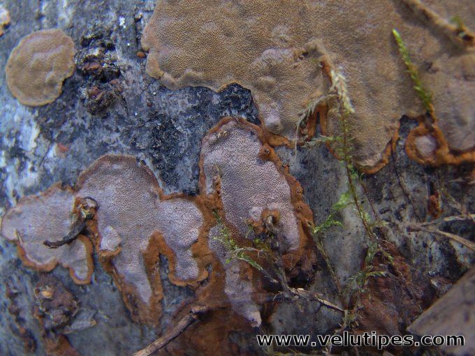 Phellinus laevigatus