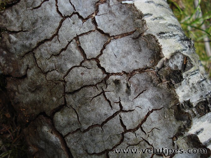Phellinus laevigatus