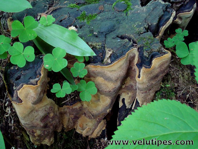 Phellinus lundellii