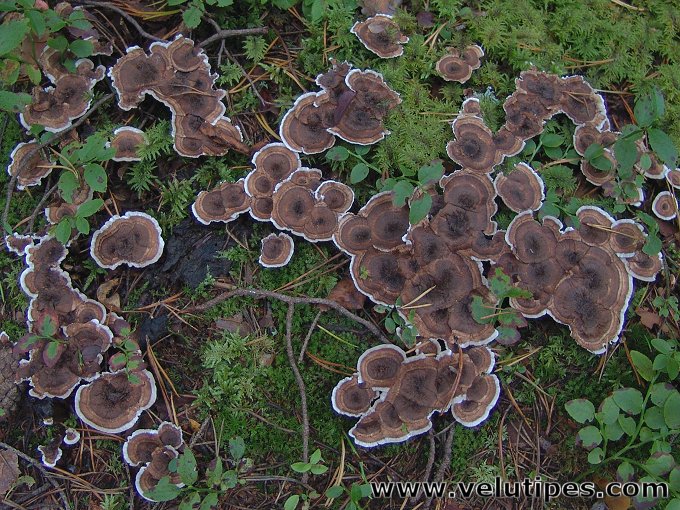 Phellodon tomentosus