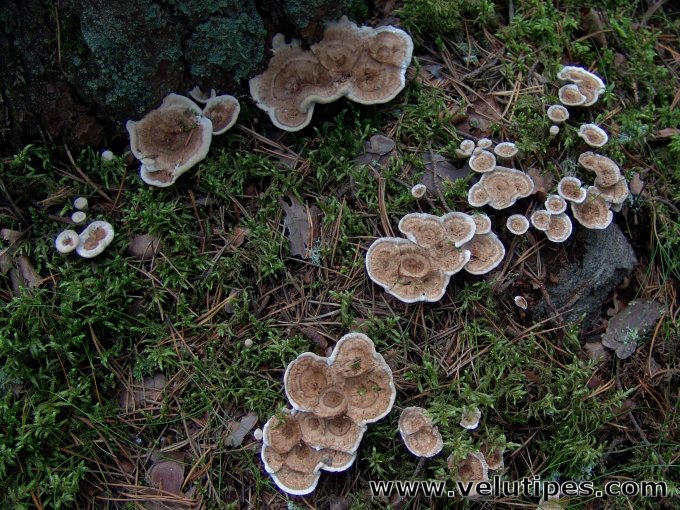 Phellodon tomentosus