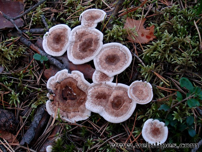 Phellodon tomentosus